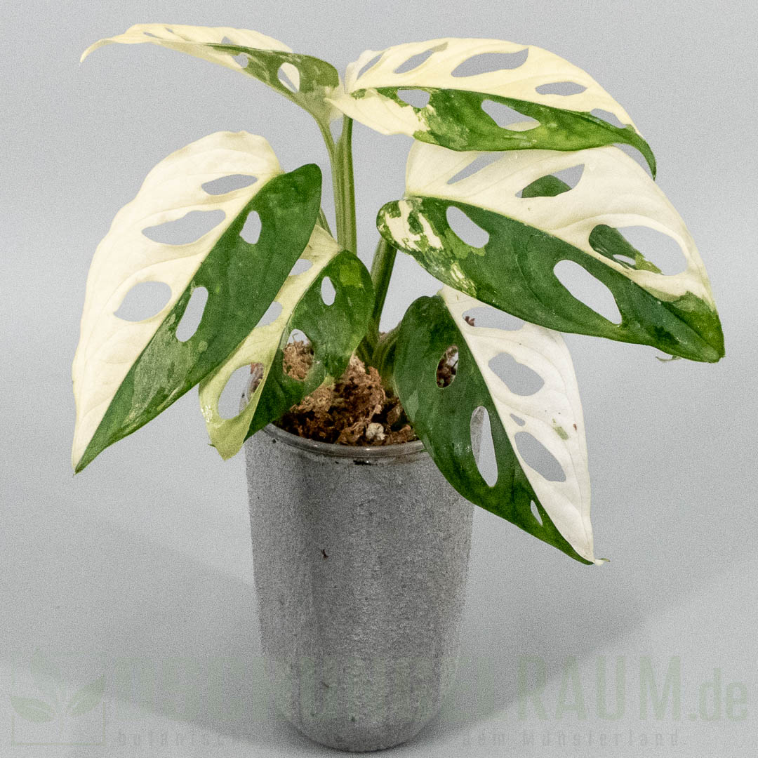 Monstera adansonii Japanese tricolor