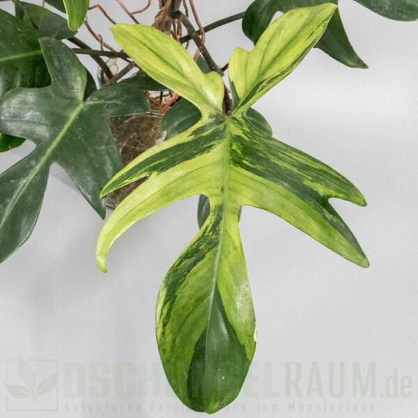Philodendron Florida Beauty mint variegata, high grade #01 – Bild 7