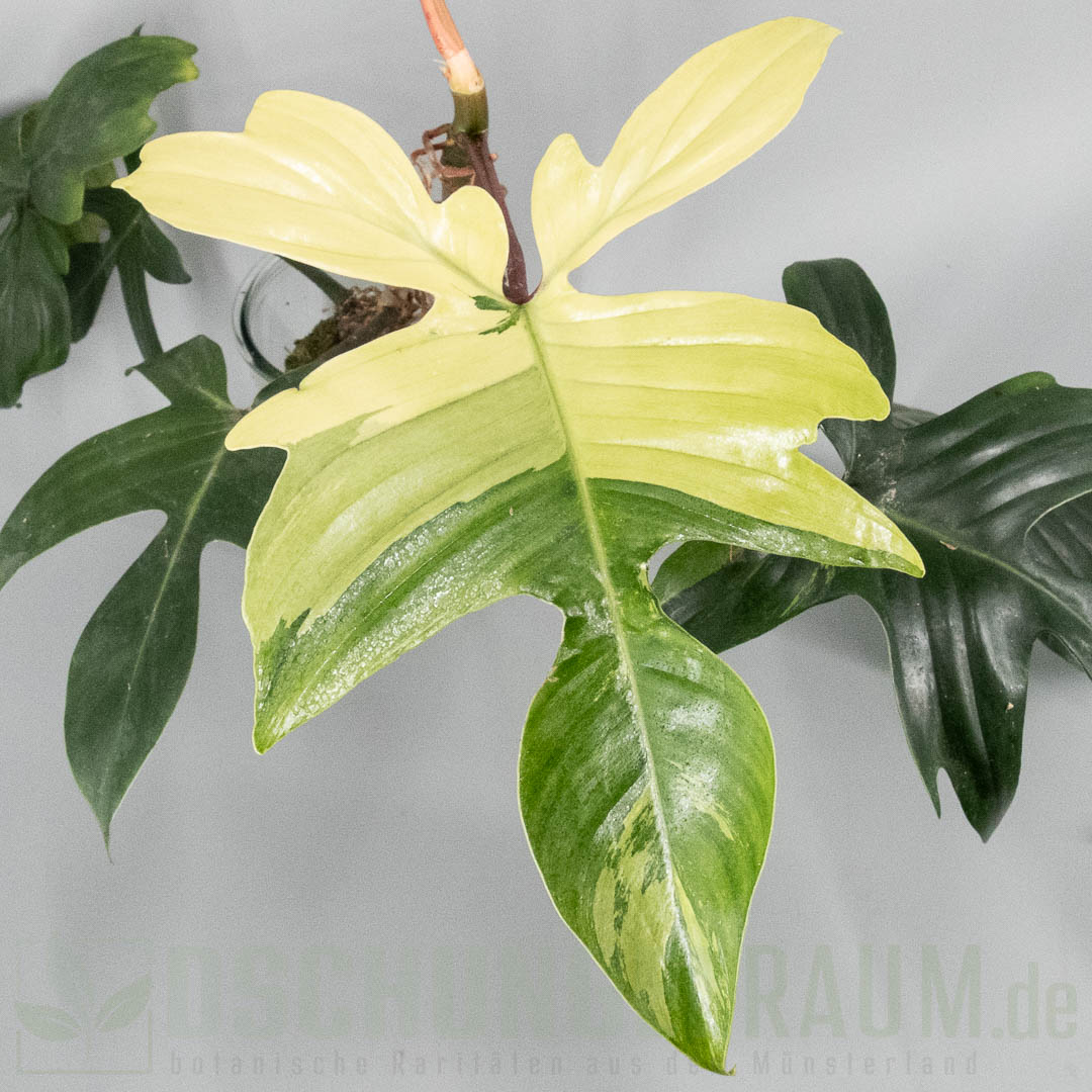 Philodendron Florida Beauty mint variegata