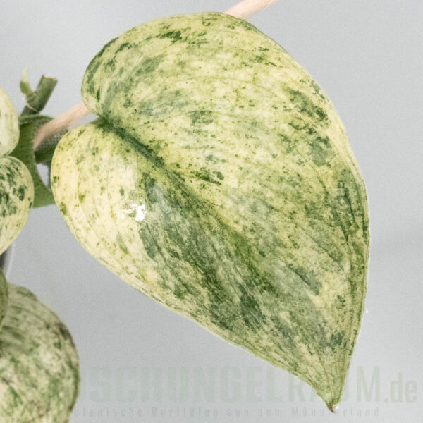 Scindapsus halimoon