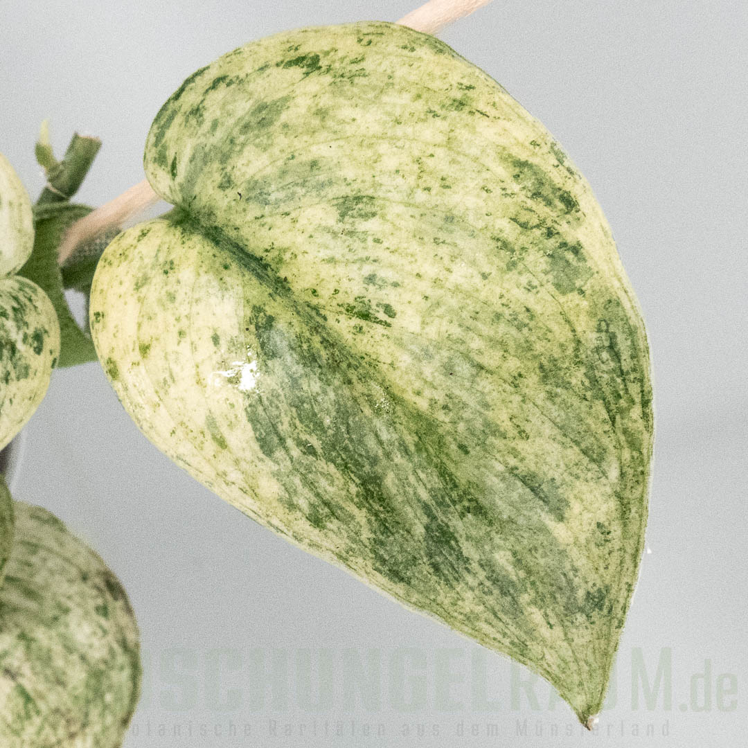 Scindapsus halimoon