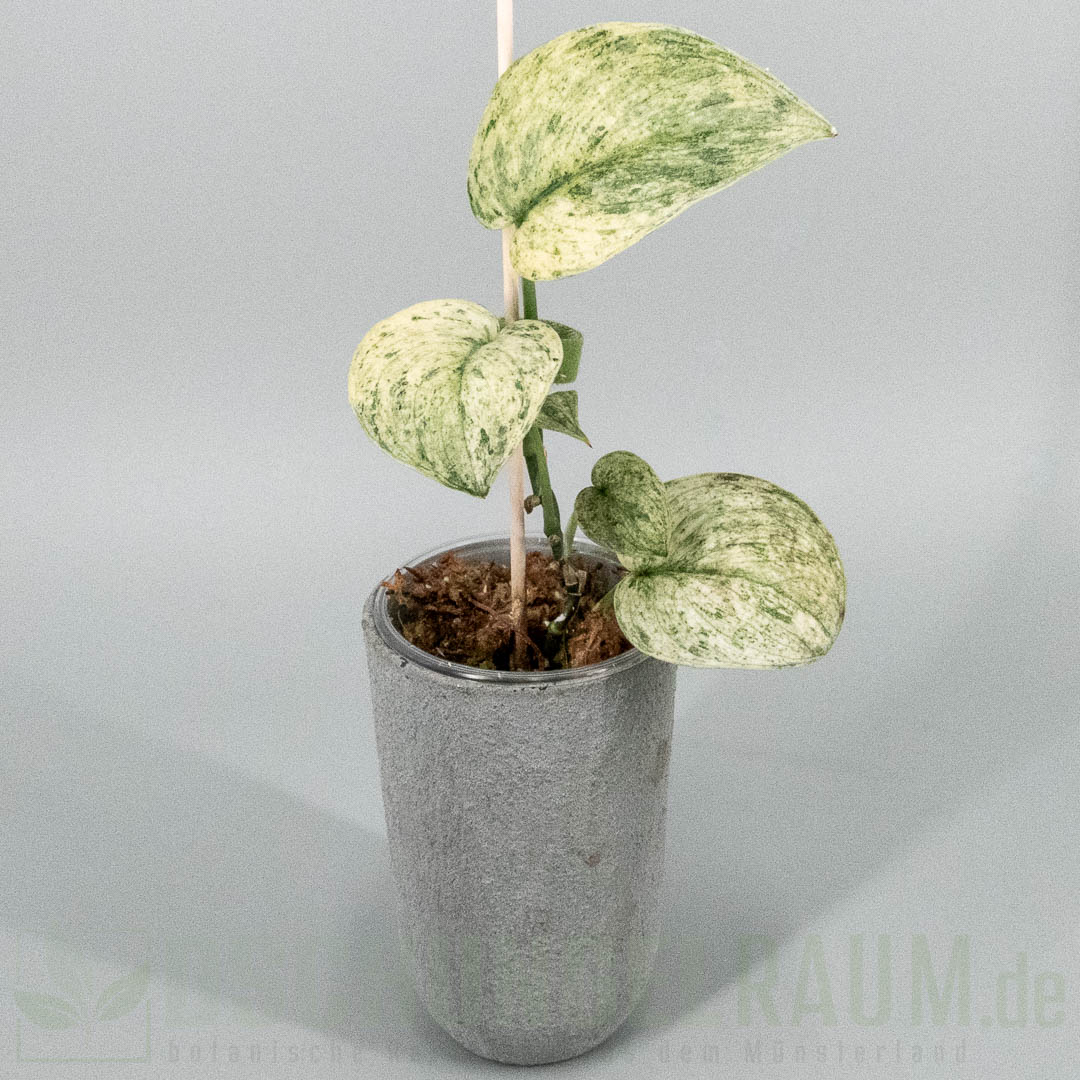 Scindapsus halimoon