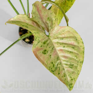 Syngonium milk confetti tricolor