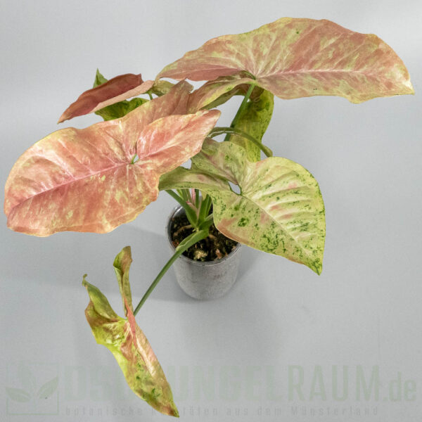 Syngonium milk confetti tricolor