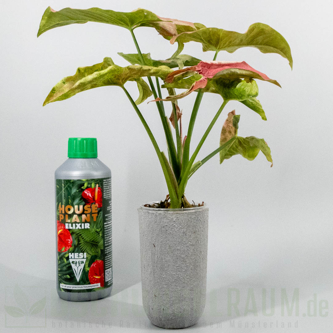 Syngonium milk confetti tricolor