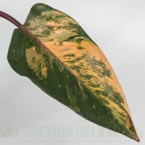 Philodendron princess of fire quad color