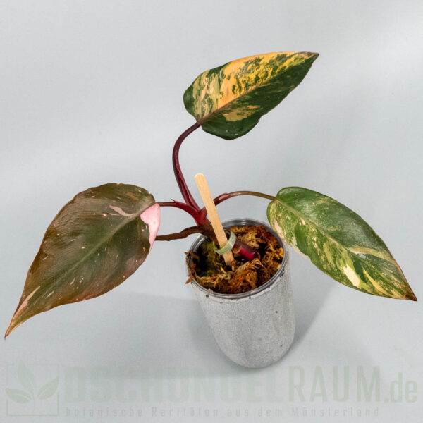 Philodendron princess of fire quad color