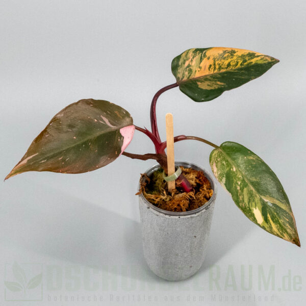 Philodendron princess of fire quad color