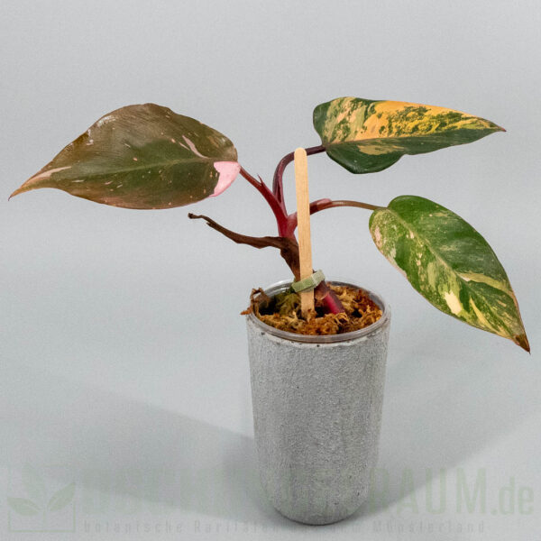 Philodendron princess of fire quad color