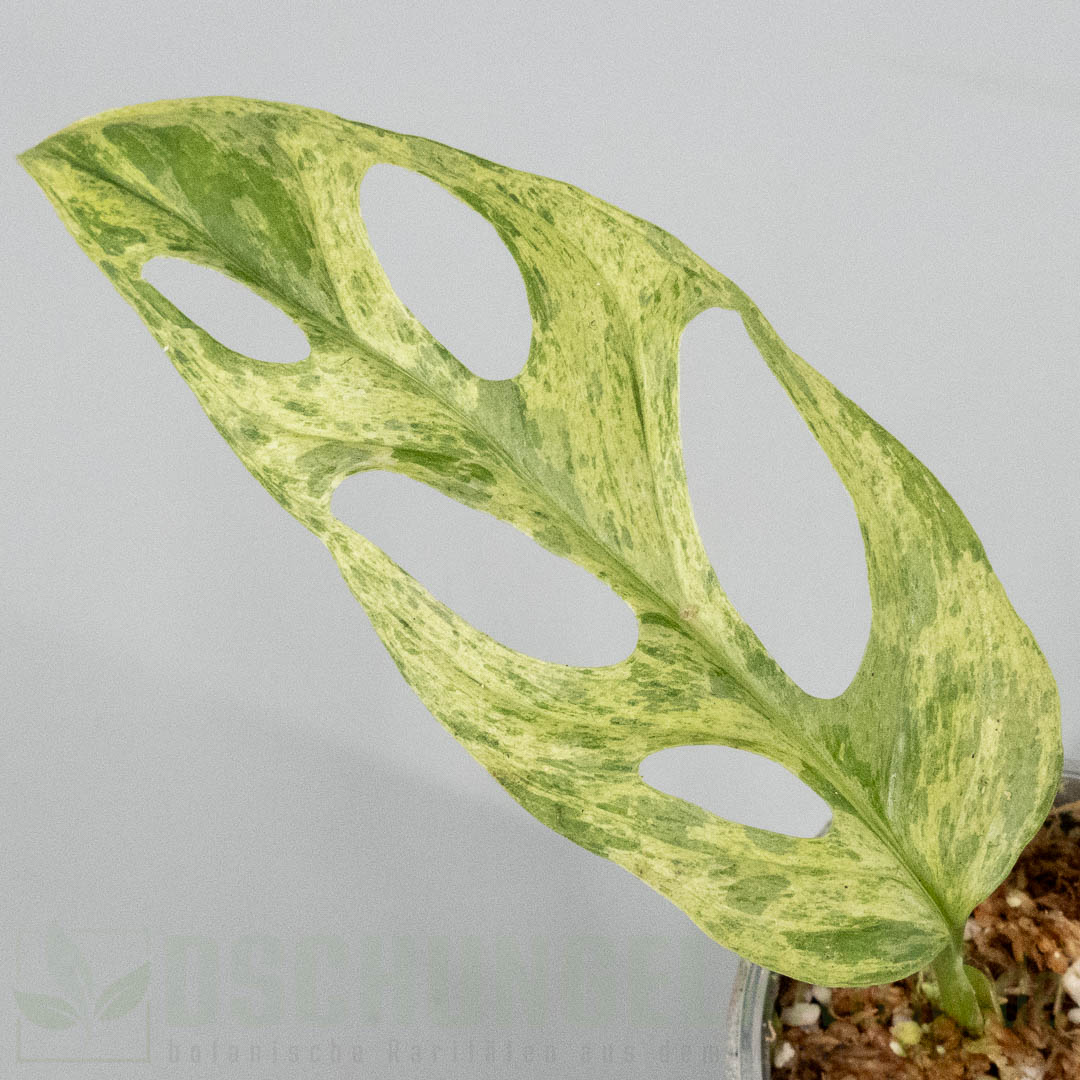 Monstera adansonii Indonesian Marble mint