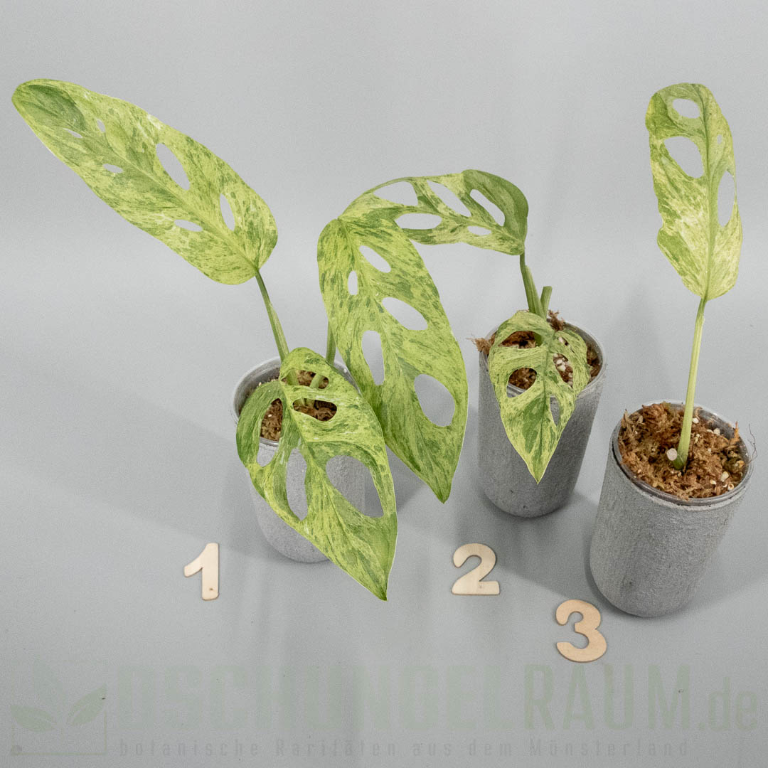 Monstera adansonii Indonesian Marble mint