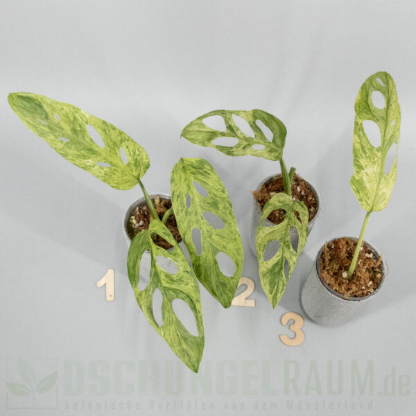 Monstera adansonii Indonesian Marble mint