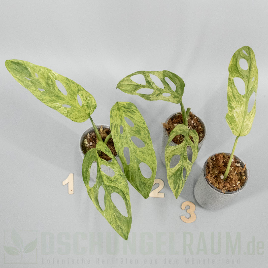 Monstera adansonii Indonesian Marble mint
