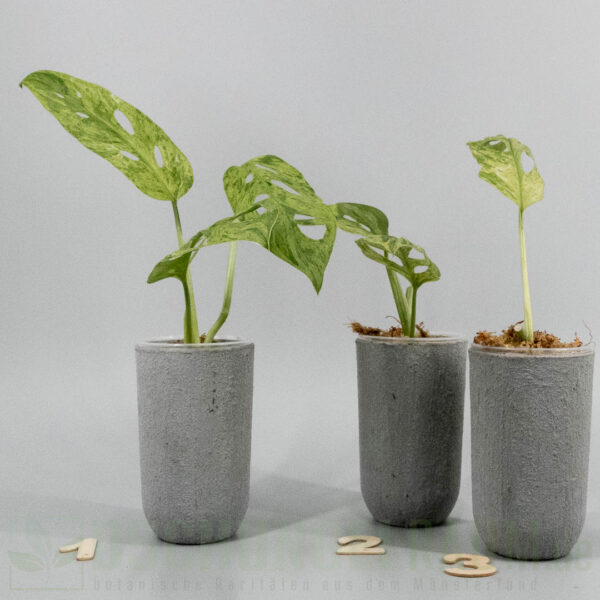 Monstera adansonii Indonesian Marble mint
