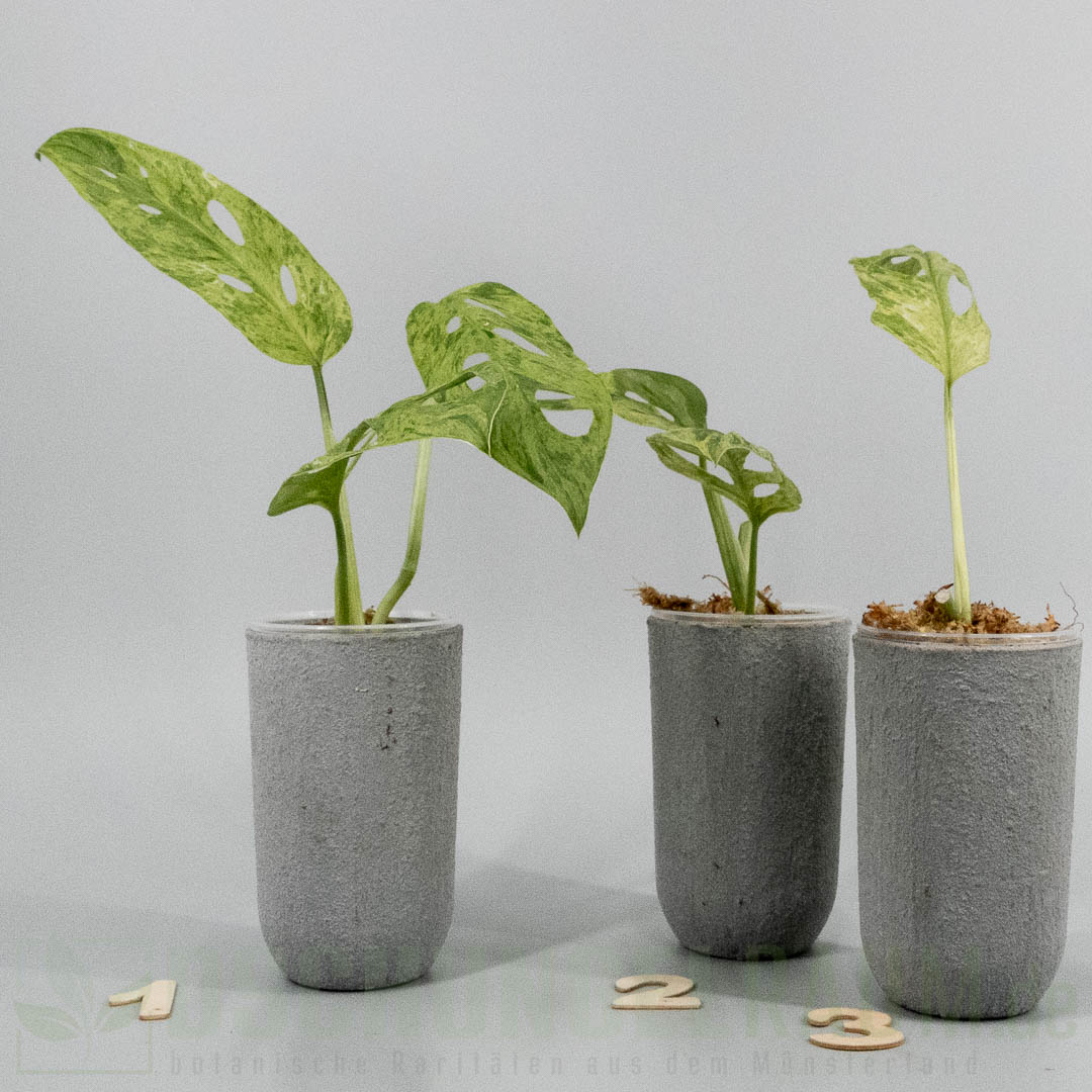 Monstera adansonii Indonesian Marble mint