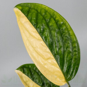 Monstera karstenianum peru variegata