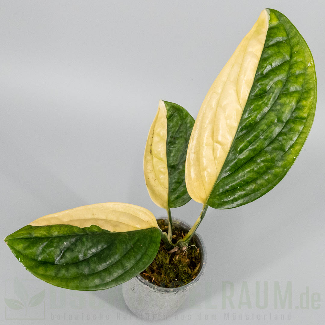 Monstera karstenianum peru variegata