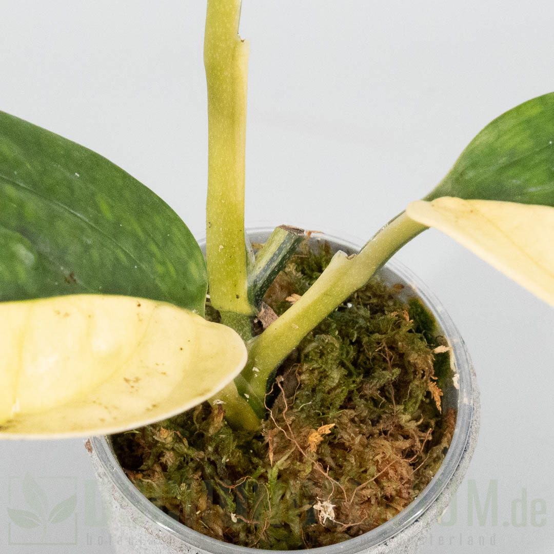 Monstera karstenianum peru variegata