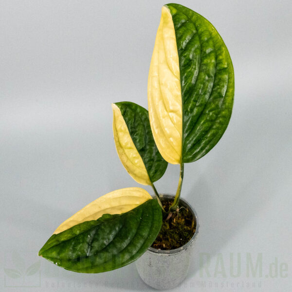Monstera karstenianum peru variegata