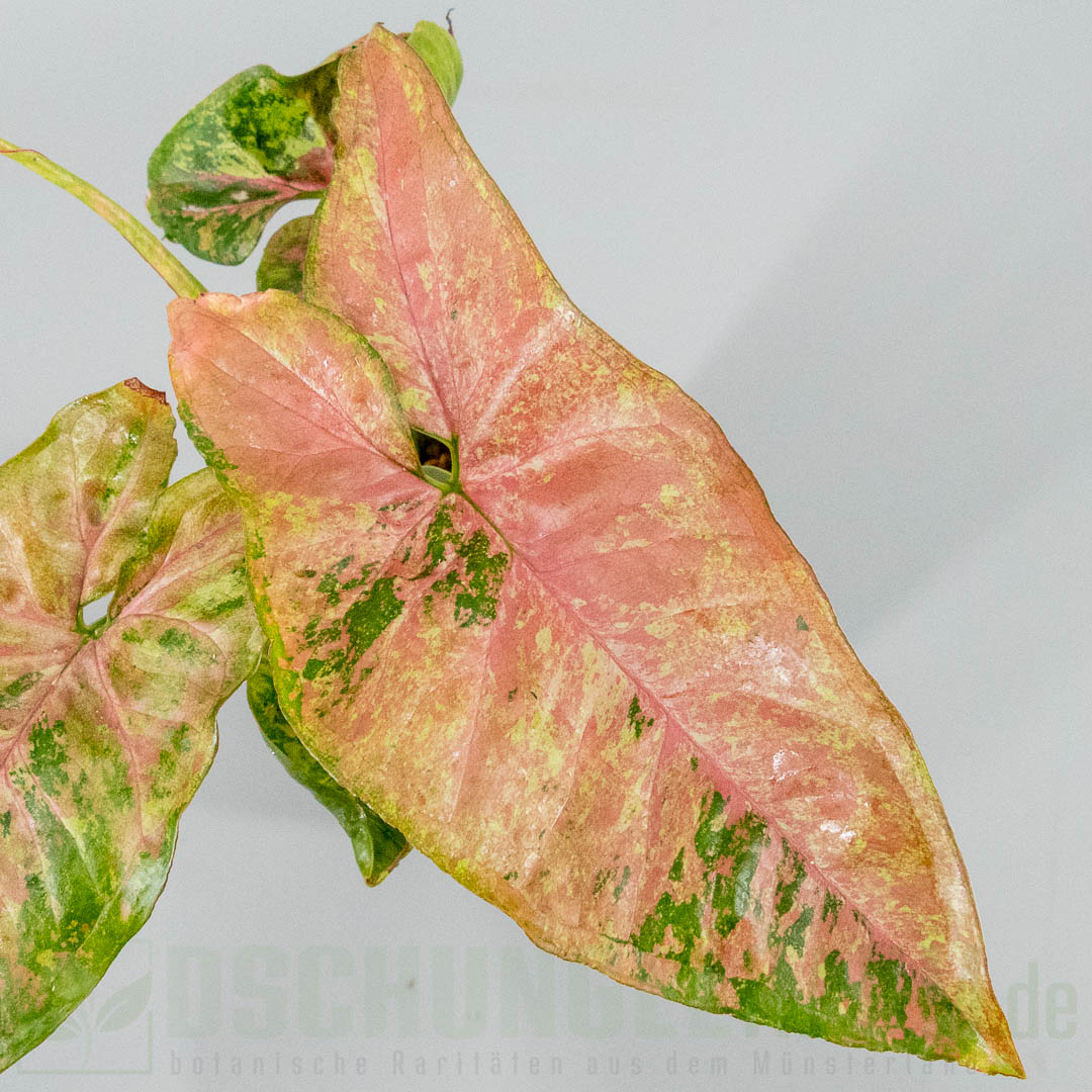 Syngonium pink drizzle tricolor