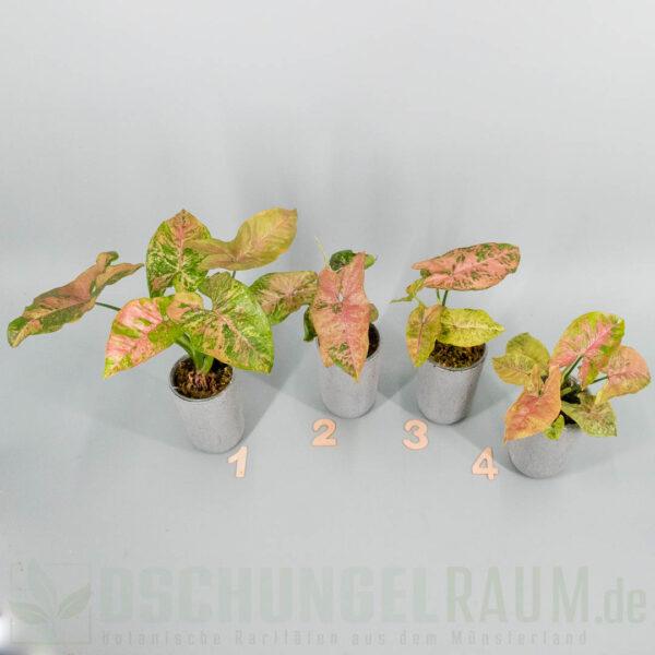 Syngonium pink drizzle tricolor