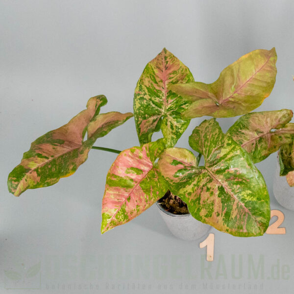 Syngonium pink drizzle tricolor