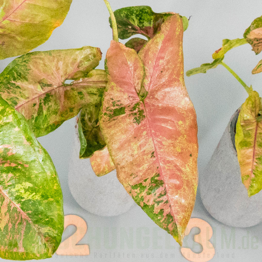 Syngonium pink drizzle tricolor