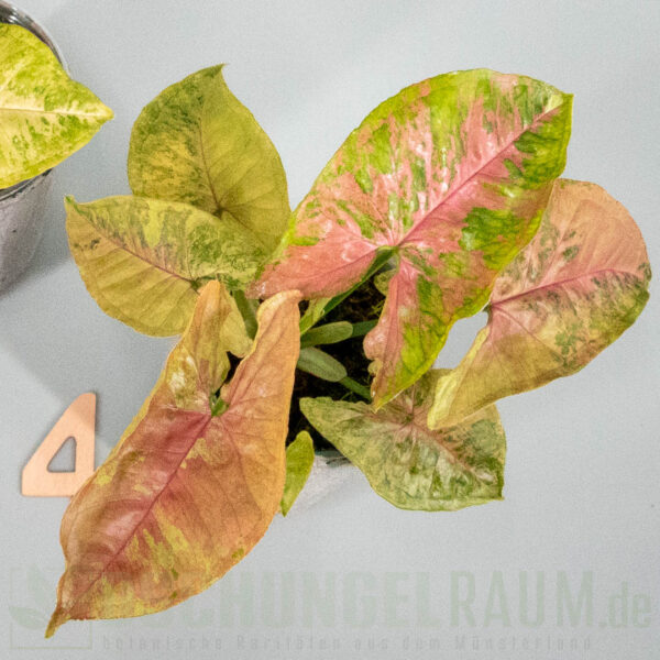 Syngonium pink drizzle tricolor