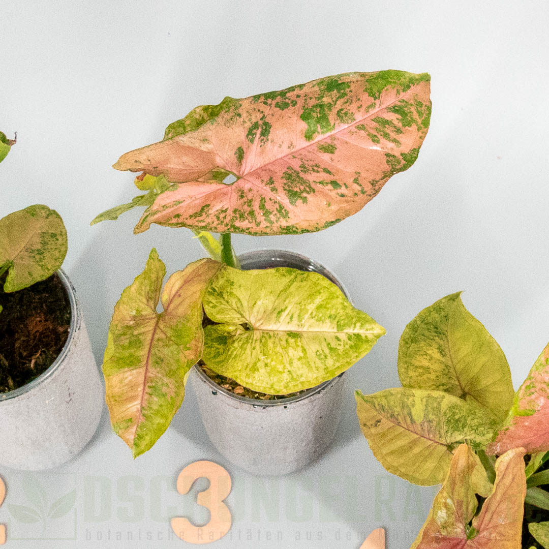 Syngonium pink drizzle tricolor