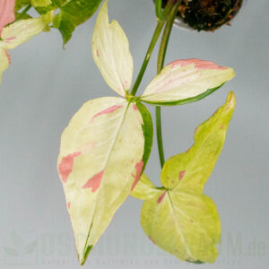 Syngonium green tea salmon