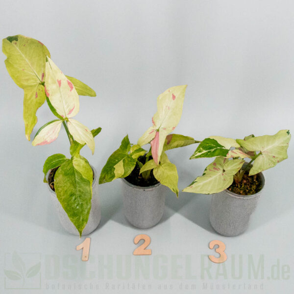 Syngonium green tea salmon