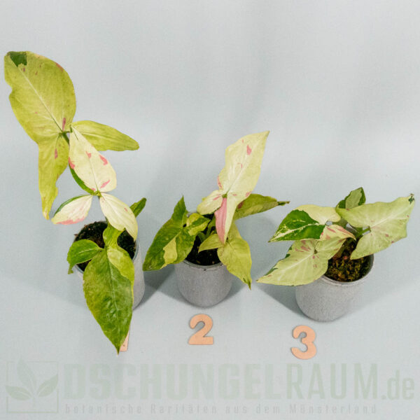Syngonium green tea salmon