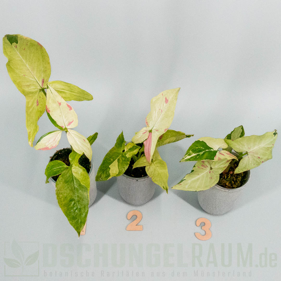Syngonium green tea salmon