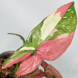 Syngonium Marble Gems