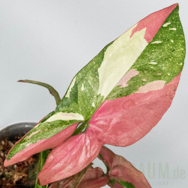 Syngonium Marble Gems