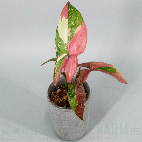 Syngonium Marble Gems