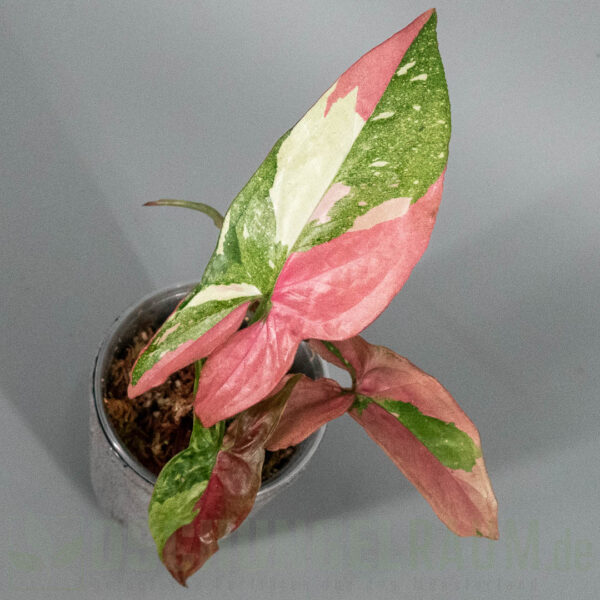 Syngonium Marble Gems