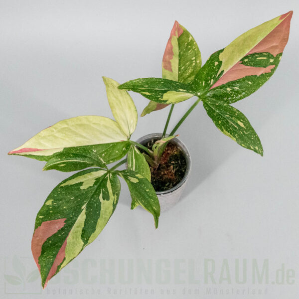 Syngonium red spot tricolor
