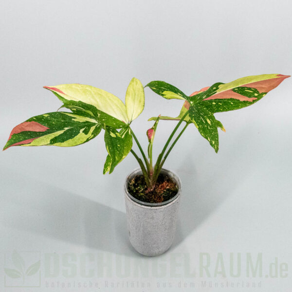 Syngonium red spot tricolor