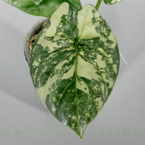 Alocasia sinuata albo variegata