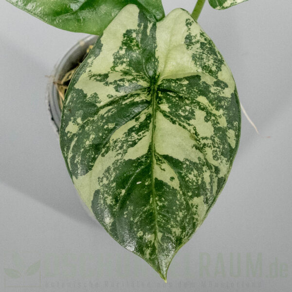 Alocasia sinuata albo variegata