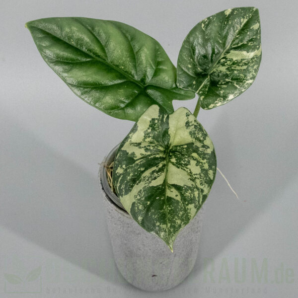 Alocasia sinuata albo variegata