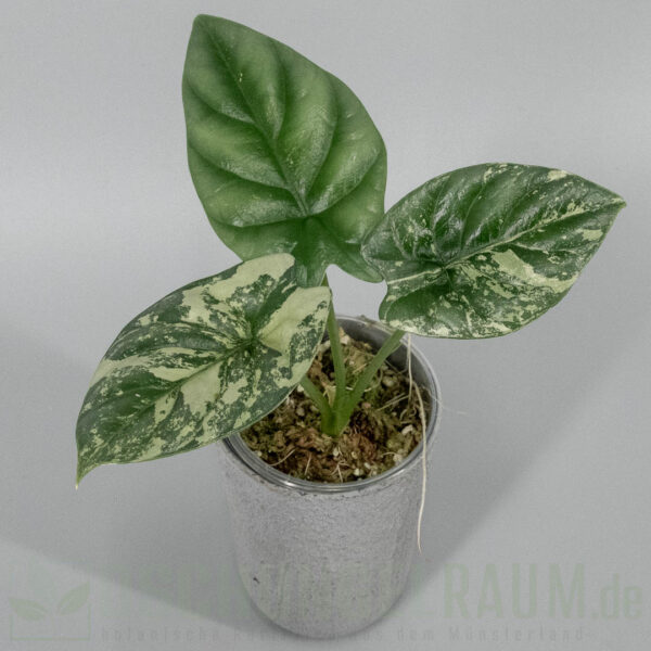 Alocasia sinuata albo variegata