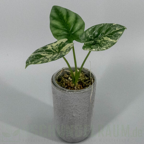 Alocasia sinuata albo variegata