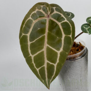 Anthurium Michelle DocBlock