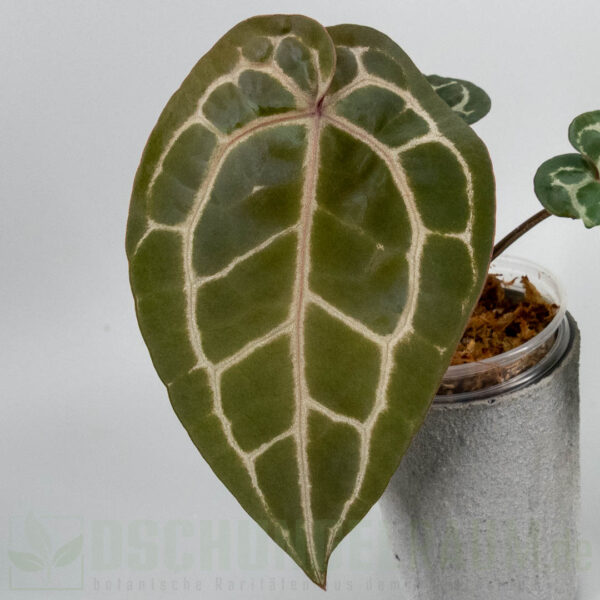 Anthurium Michelle DocBlock
