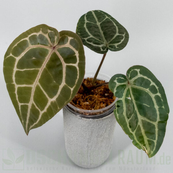 Anthurium Michelle DocBlock