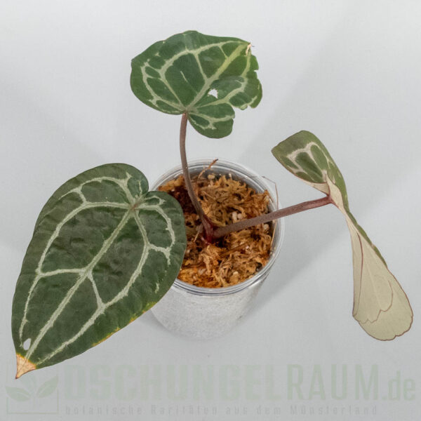 Anthurium Michelle DocBlock