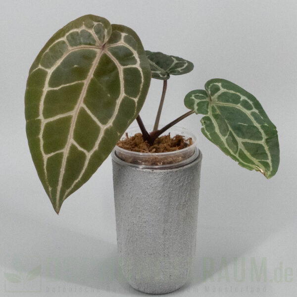 Anthurium Michelle DocBlock