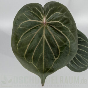 Anthurium king of spades